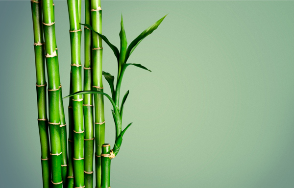 Bambusdyner