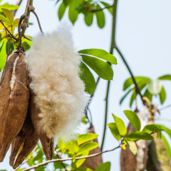 kologisk kapokpude - 60x63 cm